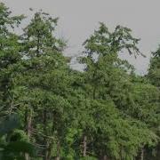 Red Tailed Hawk Screams