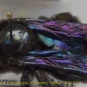 Bees Under Microscope Do You Know Dangerous Stinging Wasps And Bees