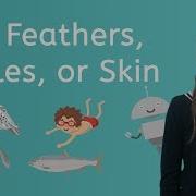 Let S Explore Fur Feathers Scales Or Skin Science For Kids