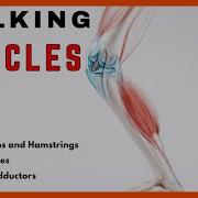 Unlocking The Power Of Walking Exploring The Muscles That Drive Your Stride