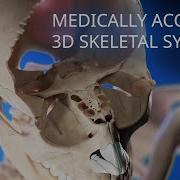 Medically Accurate Skeletal System 3d Animation