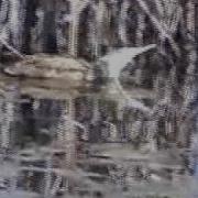 American Bittern Swimming