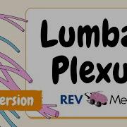 Lumbar Plexus Structure And Branches Under 2 Mins