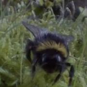 Хитрые королевы шмелей Жизнь в подлеске BBC Earth