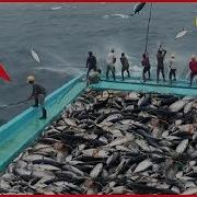 Amazing Automatic Lines Catching And Processing Fish Right On Ship Big Catch In The Sea 2