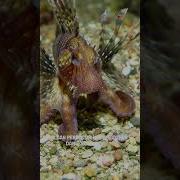 The Octopus That Can BECOME Other Animals