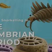 You Are Snorkelling In The Cambrian Period