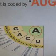 Codon Wheel