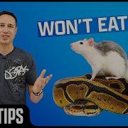 Why Ball Pythons STOP Eating And How To FIX Them