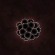 What Can Embryos Tell Us About Evolution
