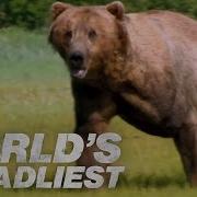 Grizzly Bear Attacks Prey World S Deadliest