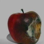 Rotting Apple Mould