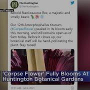 Corpse Flower Fully Blooms At Huntington Botanical Gardens