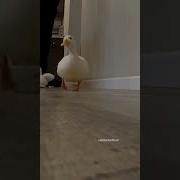 Duck Walking Asmr Animals Asmr Walking Sound Duck Pet Shorts Cute