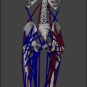 OpenSim Simulation Of Adult Walking For 10 Gait Cycles