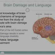 Chapter 13 Cognitive Functions