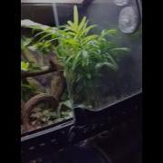 Yearling FAST Green Tree Python Feeding