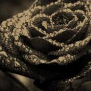 Peter Heppner A Love Divine