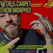 The 5 Most Beautiful Carpet Python Morphs