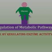 5 Regulation Of Metabolic Pathways Mechanisms Of Regulation Of Enzyme Activity Metabolism 5