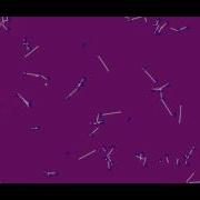 Flocking