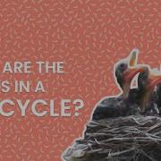 Living Things Life Cycles Explained Science ClickView