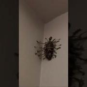 What Is This Bug