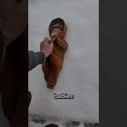 Why Babies Sleep Outside In Winter