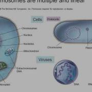 Chapter 9 Part 1 Replication And Protein Synthesis