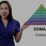 Learn Biology Classification The Taxonomic Hierarchy