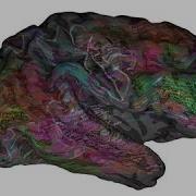 Scientists Discover Human Brain Is A Living Word Cloud