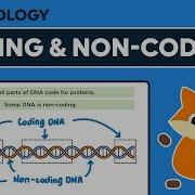 Coding And Non Coding DNA GCSE Biology