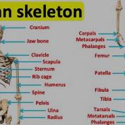 The Skeletal System Bones Of The Human Body