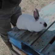 The Ballista Penetrating Bolt Gun For Rabbits And Poultry