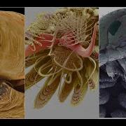 Fascinating Electron Microscope Images