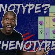 Genotype Phenotype And Punnet Squares Made EASY