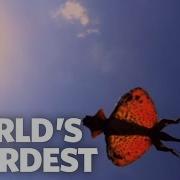 The Flying Dragon World S Weirdest