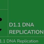 D1 1 Репликация ДНК IB Biology SL HL