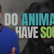 Do Animals Have Souls What Near Death Experiences Reveal Imagine Heaven Podcast With John Burke