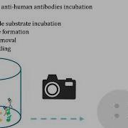 Multiplex Immunoassay Technology