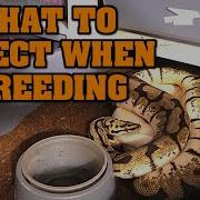 What Happens When You Breed Ball Pythons