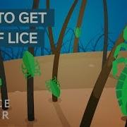 Why Lice Are So Hard To Kill