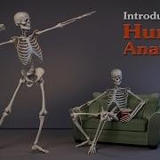 Introduction To Human Anatomy For Artists