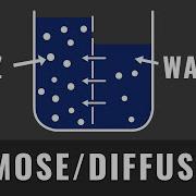 Osmose Und Diffusion Schnell Und Einfach Erklärt Biologie Abitur