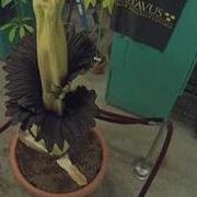 Gustavus Corpse Flower Titan Arum Blooming May 10 18 Cam 3