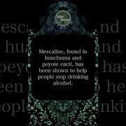 Mescaline The Psychedelic Medicine Found In Cacti