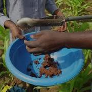 S4A Sampling Protocol 3 Collecting Soil Sample Using Auger