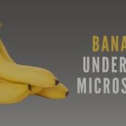 What Does A Banana Look Like Under A Microscope