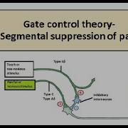 Gate Control Theory Of Pain