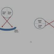 The Visual Pathway Dr Ahmed Farid